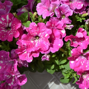 Petunia Petunia