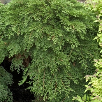 Creeping Siberian Cypress Creeping Siberian Cypress