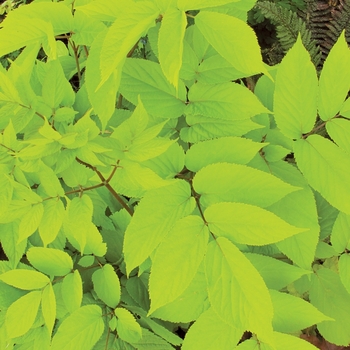 Japanese Spikenard Japanese Spikenard
