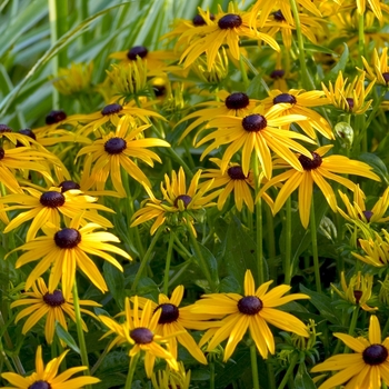 Black-Eyed Susan Black-Eyed Susan
