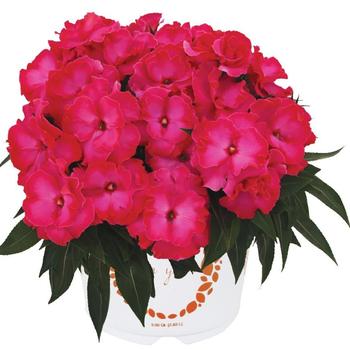 Impatiens, New Guinea Impatiens, New Guinea