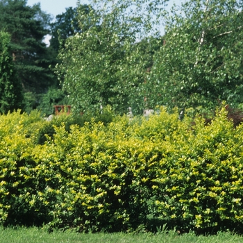Golden Vicary Privet Golden Vicary Privet