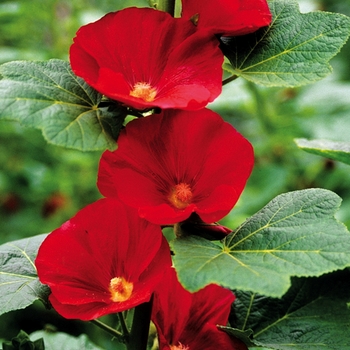 Hollyhock Hollyhock