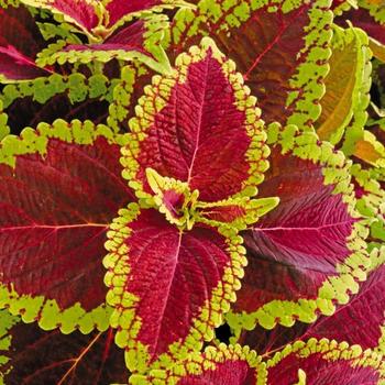 Coleus Coleus
