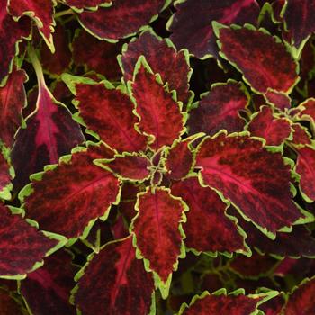 Coleus Coleus