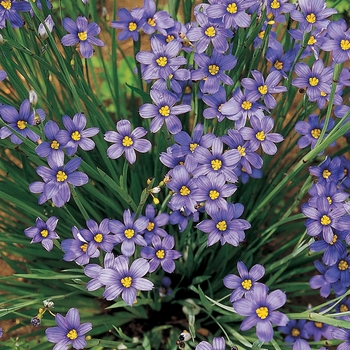 Blue-Eyed Grass Blue-Eyed Grass