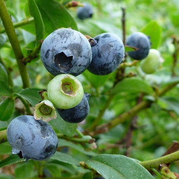 Blueberry Blueberry
