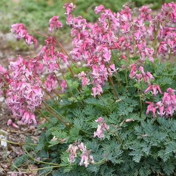 'Pink Diamonds' Fern-Leaf Bleeding Heart 'Pink Diamonds' Fern-Leaf Bleeding Heart