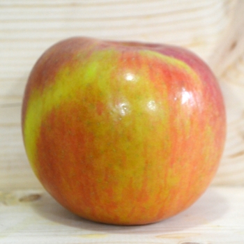 'Fuji' Apple 'Fuji' Apple