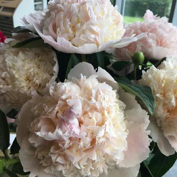 Garden Peony Garden Peony