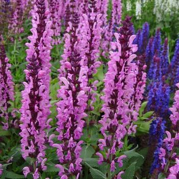 Meadow Sage Meadow Sage