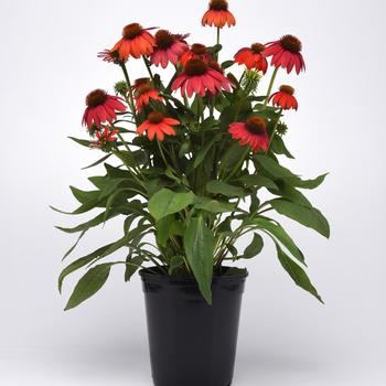 Coneflower Coneflower