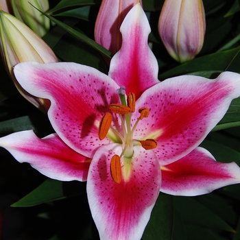 Oriental Hybrid Lily Oriental Hybrid Lily