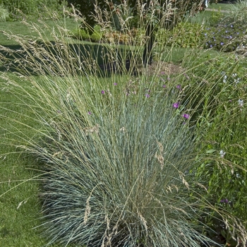 Blue Oat Grass Blue Oat Grass