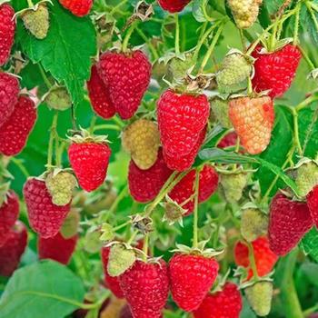 Raspberry Raspberry