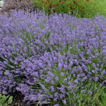 Lavender Lavender