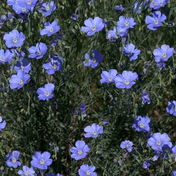 Flax Flax