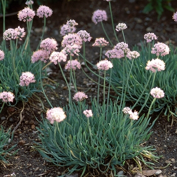 Ornamental Onion Ornamental Onion