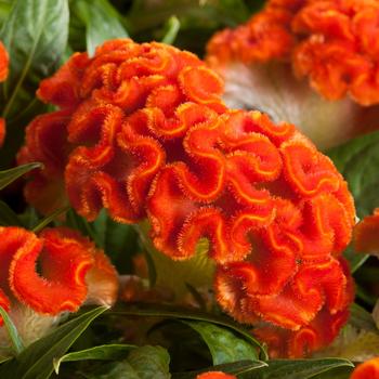 Twisted Dark Orange Twisted Dark Orange