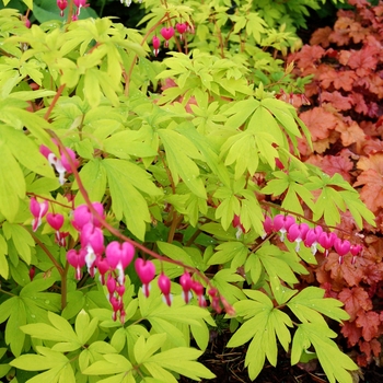 Bleeding Heart Bleeding Heart