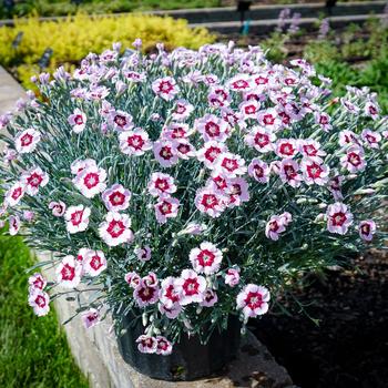 Border Carnation Border Carnation