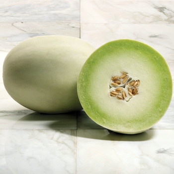 Melon Melon