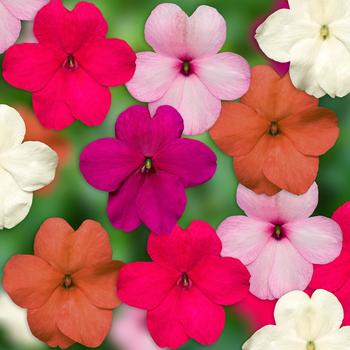 Imara™ 'XDR Pastel Mix' Imara™ 'XDR Pastel Mix'