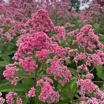 Joe Pye Weed Joe Pye Weed