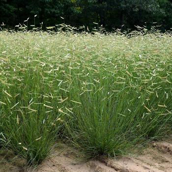 Blue Grama Grass Blue Grama Grass