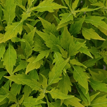 Flame Thrower&trade; Salsa Verde