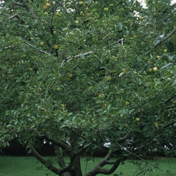 'Golden Delicious' Apple 'Golden Delicious' Apple
