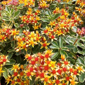 Stonecrop Stonecrop