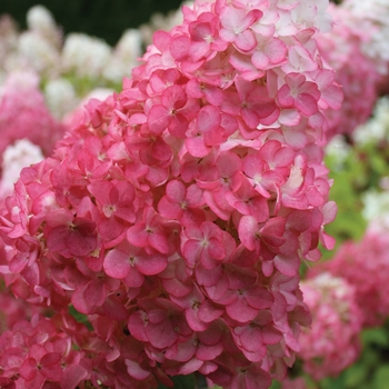 Vanilla Strawberry™ Hydrangea Vanilla Strawberry™ Hydrangea