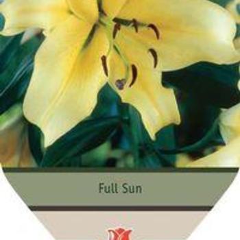 Oriental Trumpet Lily Oriental Trumpet Lily