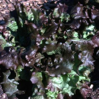 Lettuce