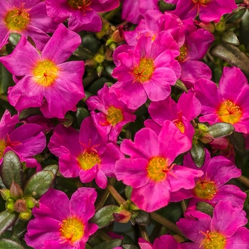 Mojave® Fuchsia Mojave® Fuchsia