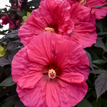 Summerific&reg; 'Evening Rose'