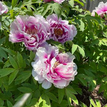 Tree Peony Tree Peony