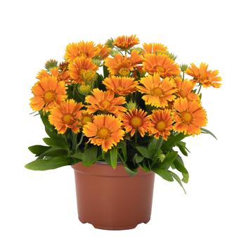 Blanket Flower Blanket Flower