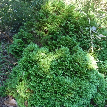 'Hetz Midget' Arborvitae 'Hetz Midget' Arborvitae