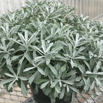 Wormwood Wormwood
