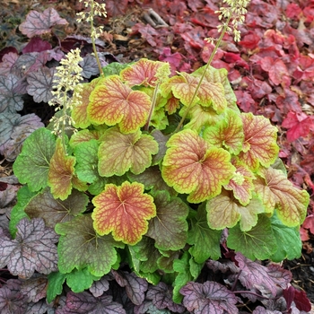 Coral Bells Coral Bells