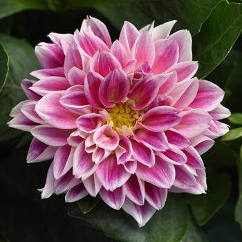 Dahlietta&reg; Louise