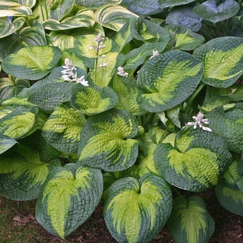 Plantain Lily Plantain Lily