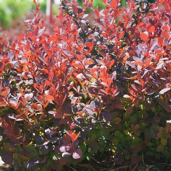 'Sunjoy Mini Maroon®' Barberry