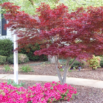 Japanese Red Maple Japanese Red Maple