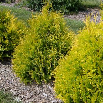 'Lemon Burst™' Arborvitae 'Lemon Burst™' Arborvitae