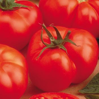 Tomato Tomato