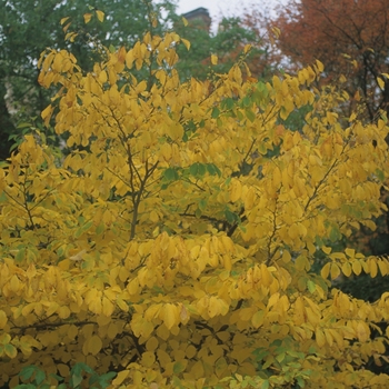 Witch Hazel Witch Hazel