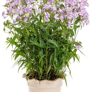 'Opening Act Pink-a-Dot' 'Opening Act Pink-a-Dot'